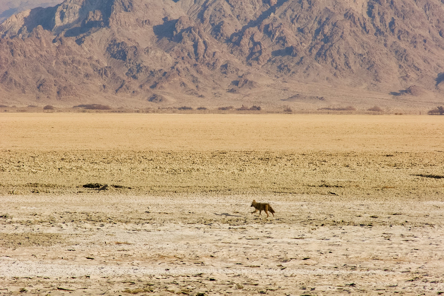 The Mojave Belt